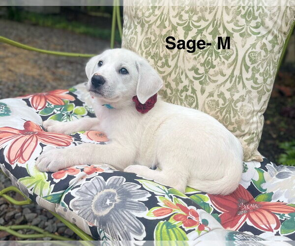 Medium Photo #2 Labrenees Puppy For Sale in Rockaway, NJ, USA