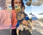 Small #20 French Bulldog