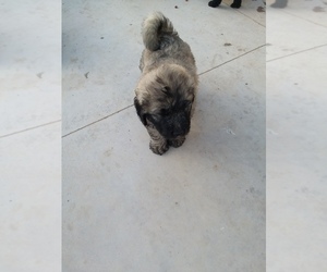 Caucasian Shepherd Dog-Poodle (Standard) Mix Puppy for sale in KUNA, ID, USA