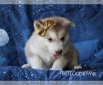 Small #1 Alaskan Husky
