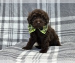 Small Photo #17 ShihPoo Puppy For Sale in LAKELAND, FL, USA