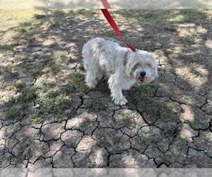 Havanese-Unknown Mix Dogs for adoption in Grand Prairie, TX, USA