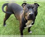 Small #1 American Pit Bull Terrier