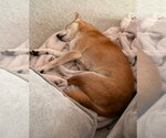 Small #3 Shiba Inu Mix