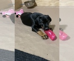 Small Photo #20 Doberman Pinscher Puppy For Sale in HUNTSBURG, OH, USA