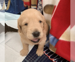 Small Photo #7 Labradoodle Puppy For Sale in RALEIGH, NC, USA