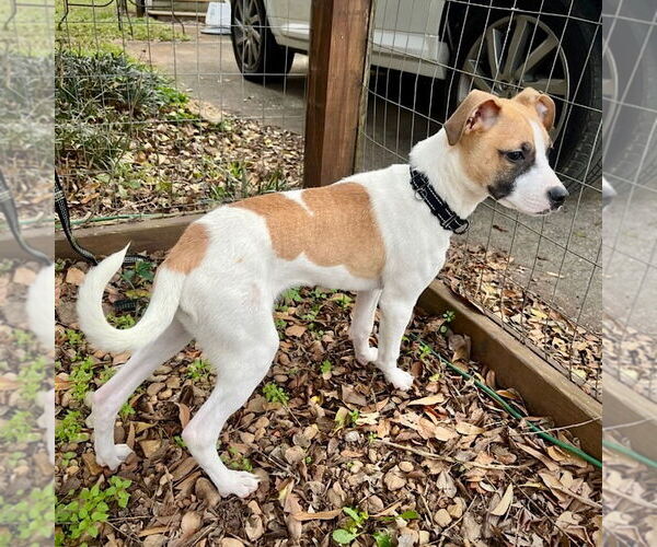 Medium Photo #6 Rat Terrier-Unknown Mix Puppy For Sale in Atlanta, GA, USA