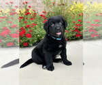 Small Photo #8 Aussiedor Puppy For Sale in Euless, TX, USA