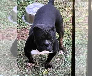Mother of the American Bully puppies born on 12/07/2022