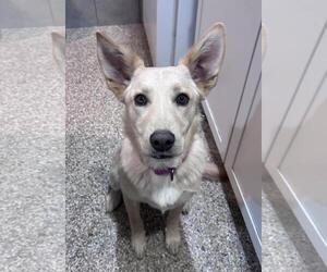Siberian Husky-Unknown Mix Dogs for adoption in Incline Village, NV, USA