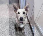 Small Siberian Husky Mix