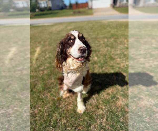 Medium Photo #2 Mutt Puppy For Sale in Greenville, SC, USA