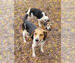 Small #5 Beagle