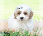 Small Photo #27 Maltipoo (Toy) Puppy For Sale in WARSAW, IN, USA