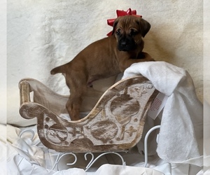 Cane Corso Puppy for sale in CLINTON, MD, USA