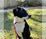 Small #2 Labrador Retriever Mix
