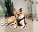 Small #2 Chihuahua