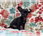 Small Photo #4 Chihuahua Puppy For Sale in LAKELAND, FL, USA