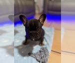 Small French Bulldog