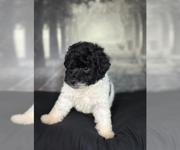 Medium Photo #5 Poodle (Toy) Puppy For Sale in BRONX, NY, USA