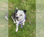 Small #7 American Pit Bull Terrier Mix