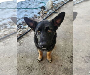 German Shepherd Dog-Unknown Mix Dogs for adoption in Princeton, MN, USA