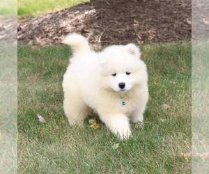 Samoyed Puppy for sale in LOS ANGELES, CA, USA
