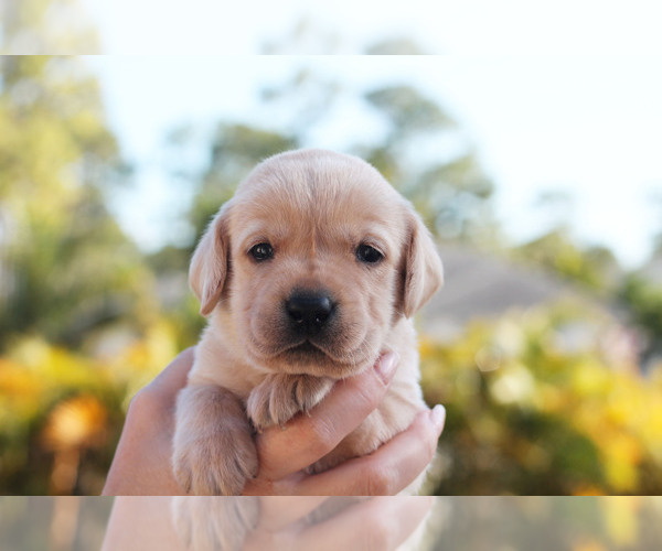 Medium Photo #1 Labrador Retriever Puppy For Sale in WEST PALM BEACH, FL, USA
