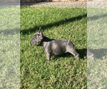 Small Photo #2 French Bulldog Puppy For Sale in CITY INDUSTRY, CA, USA