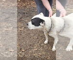 Small American Bulldog-Labrador Retriever Mix