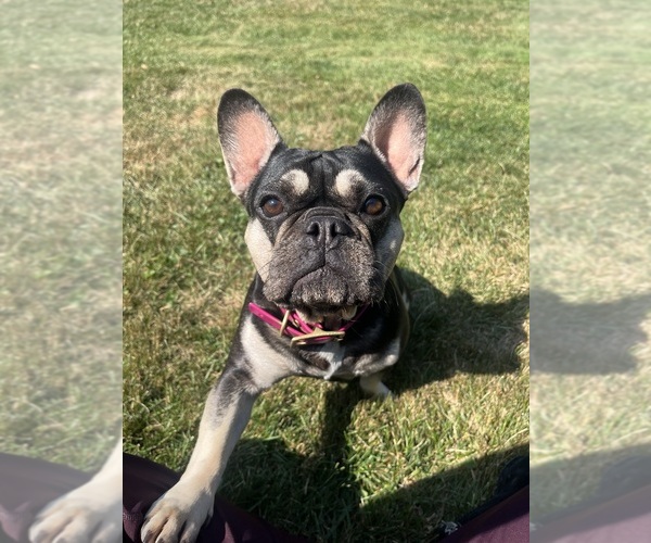 Medium Photo #1 French Bulldog Puppy For Sale in MANCHESTER, MI, USA