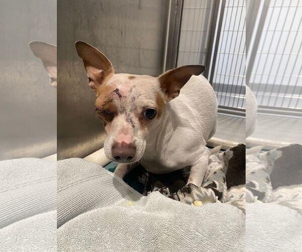 Medium Photo #8 Jack Chi Puppy For Sale in San Francisco, CA, USA