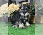 Small #1 Schnauzer (Miniature)