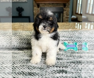 Schnauzer (Miniature) Puppy for sale in GREENWOOD, IN, USA