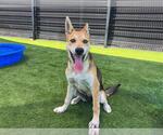 Small #1 German Shepherd Dog-Siberian Husky Mix