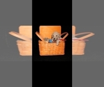 Small #2 Poodle (Standard)