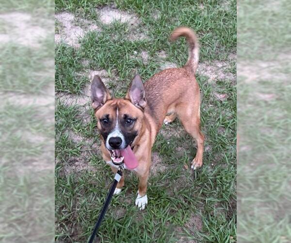 Medium Photo #1 German Shepherd Dog-Unknown Mix Puppy For Sale in Tavares, FL, USA