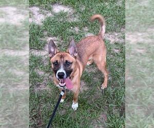 German Shepherd Dog-Unknown Mix Dogs for adoption in Tavares, FL, USA