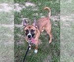 Small German Shepherd Dog Mix