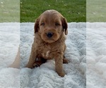 Puppy Callie Goldendoodle (Miniature)