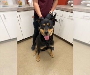 Medium Rottweiler Mix