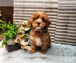 Small Photo #3 Cavapoo (Miniature)-Poodle (Standard) Mix Puppy For Sale in CAPAC, MI, USA