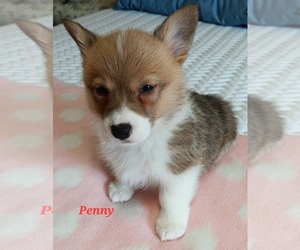 Pembroke Welsh Corgi Puppy for sale in BEULAVILLE, NC, USA