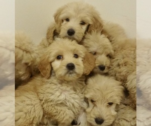Goldendoodle Puppy for sale in RUTLAND, VT, USA