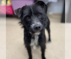 Mutt Dogs for adoption in Aurora, CO, USA