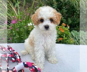 Cavapoo Puppy for sale in NEWPORT, PA, USA