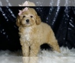 Small Photo #110 Poodle (Toy) Puppy For Sale in WARSAW, IN, USA