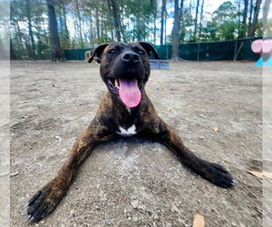 American Staffordshire Terrier-Unknown Mix Dogs for adoption in Myrtle Beach, SC, USA