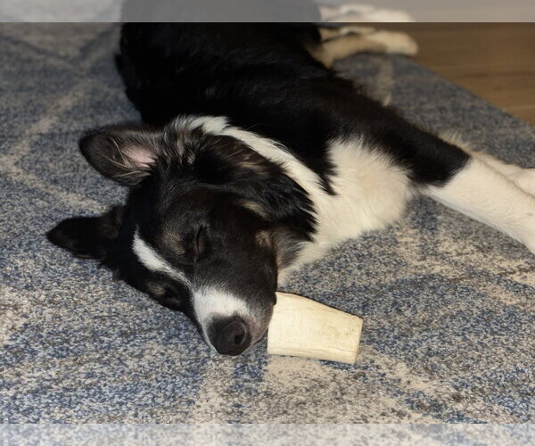 Medium Photo #3 Australian Shepherd Puppy For Sale in Valrico, FL, USA