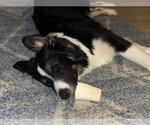 Small #2 Australian Shepherd